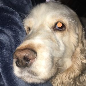 Meet your Posher, Abby